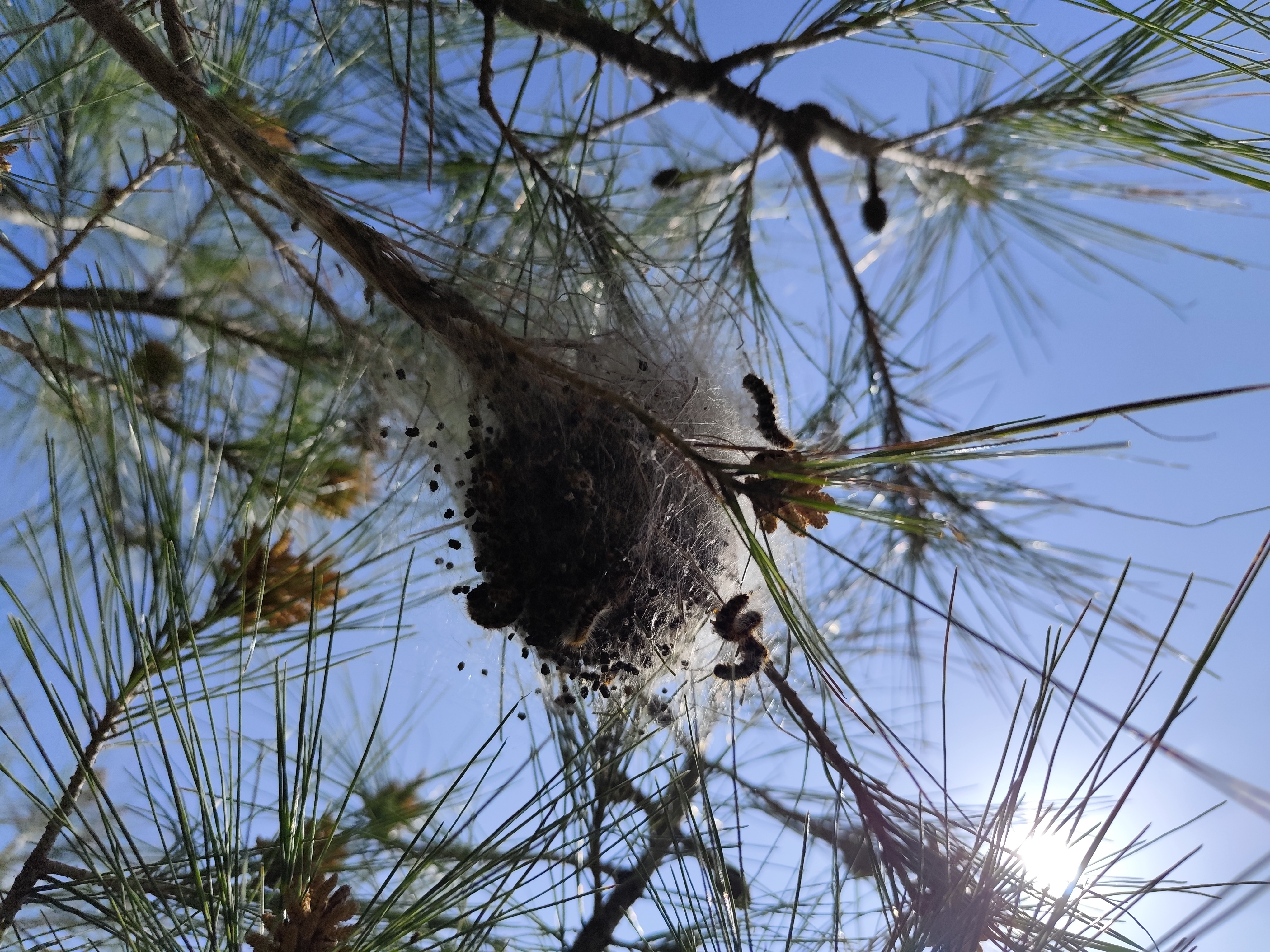 Allarme processionaria sul lungomare di Crotone: cittadini chiedono interventi immediati per la sicurezza di persone e animali