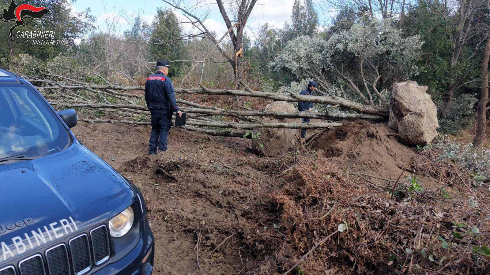 Bloccato traffico di lecci rubati: intervento dei Carabinieri forestali salva gli alberi destinati a giardini privati