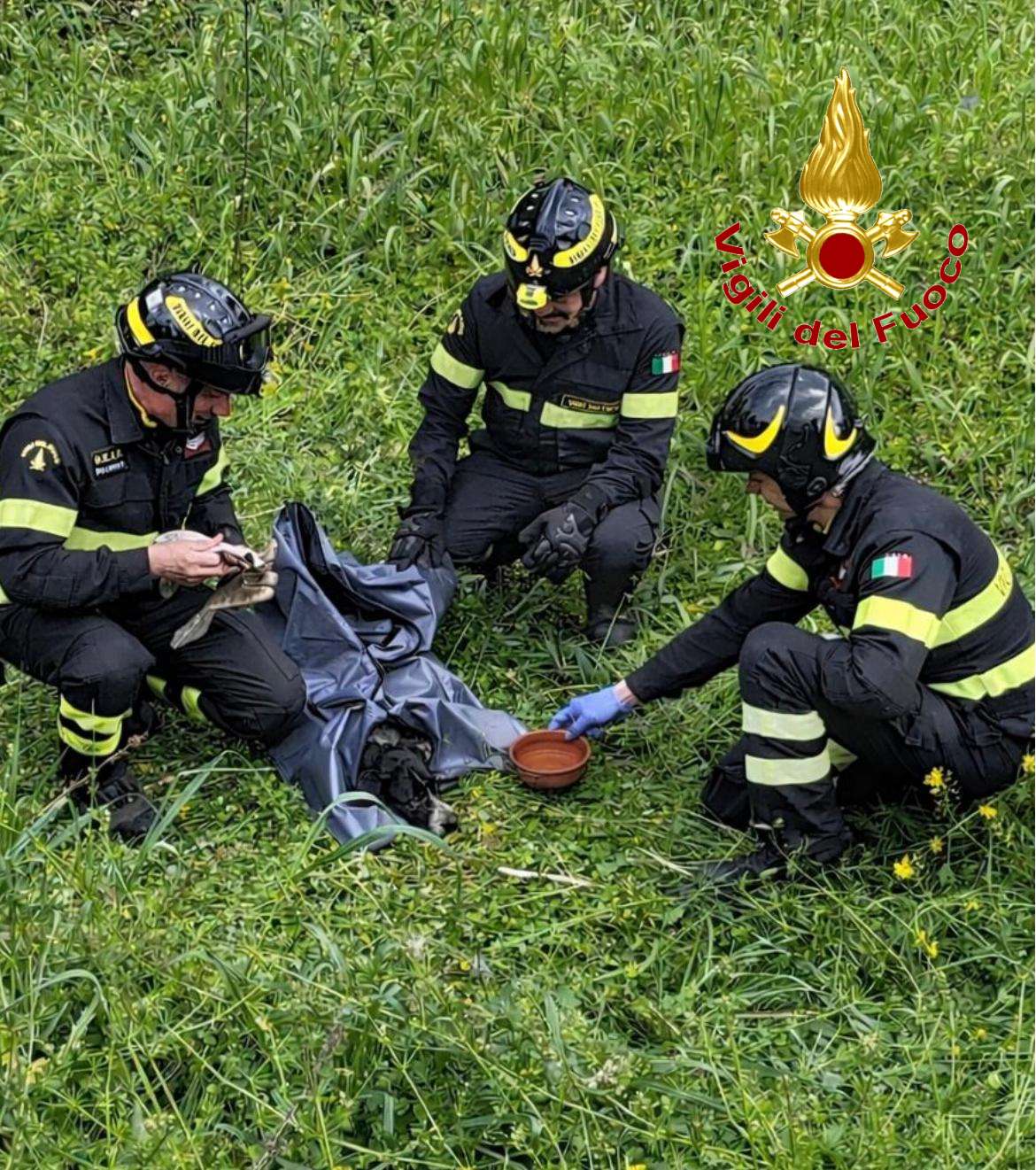 Salvato dai Vigili del Fuoco: cane ferito recuperato in un canneto dopo essere stato investito