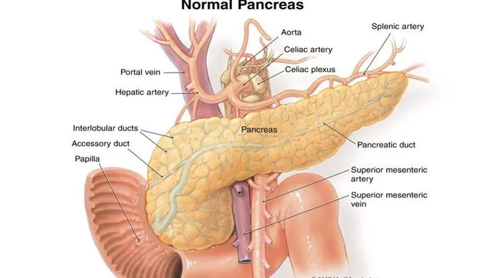 Il pancreas entra nell’era cyborg: mini-organi intelligenti imparano a regolare l’insulina
