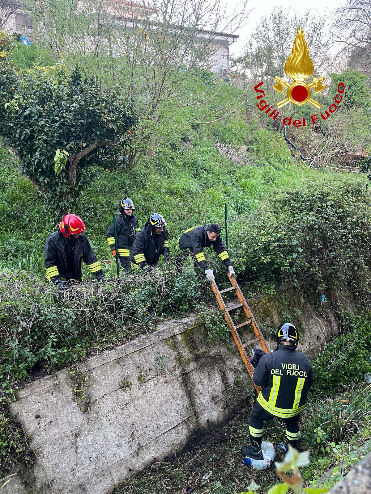 Sant’Onofrio, lieto fine per un cagnolino salvato dai Vigili del Fuoco e restituito al proprietario