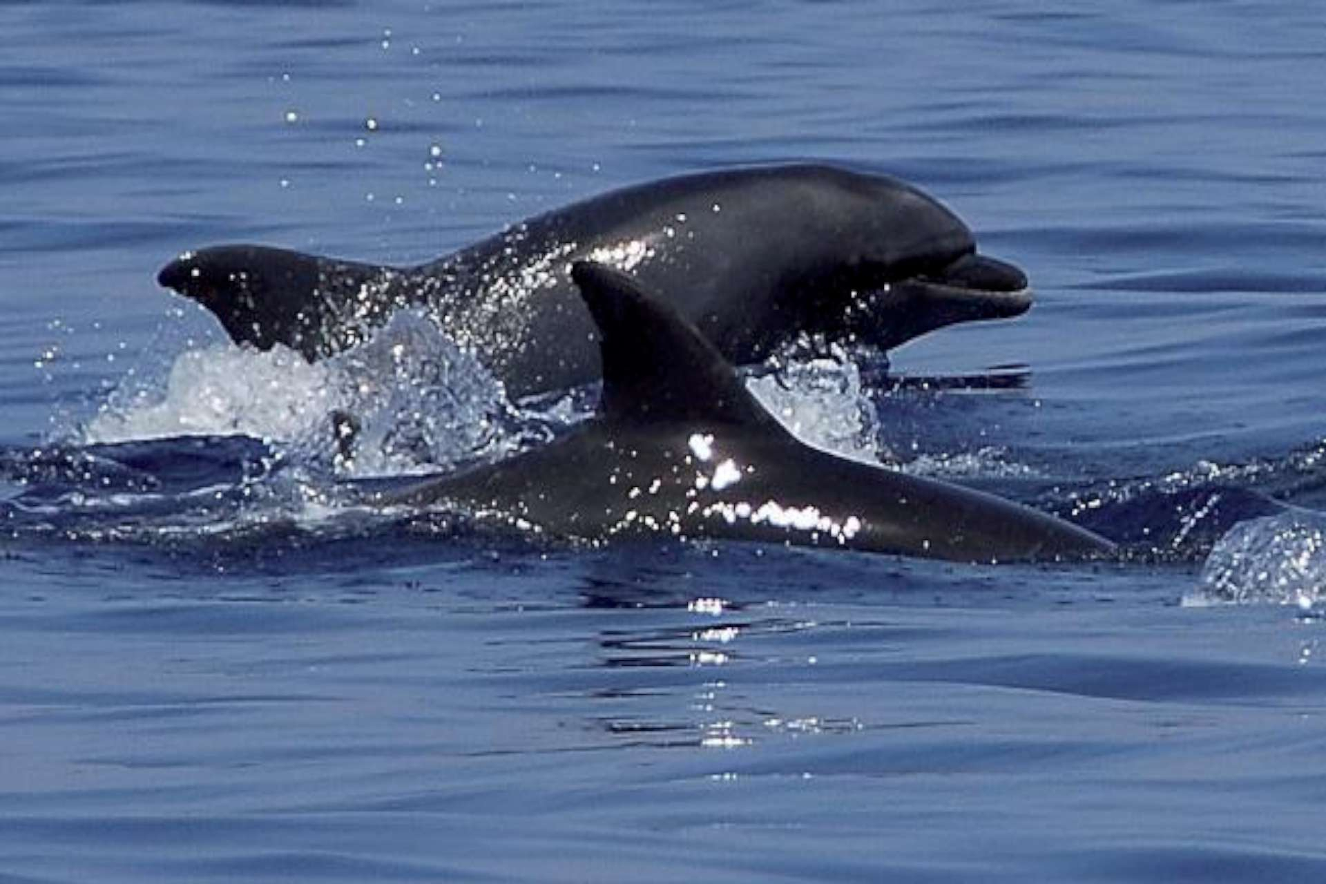 I delfini scelgono Crotone: il porto diventa osservatorio naturale della biodiversità nello Ionio