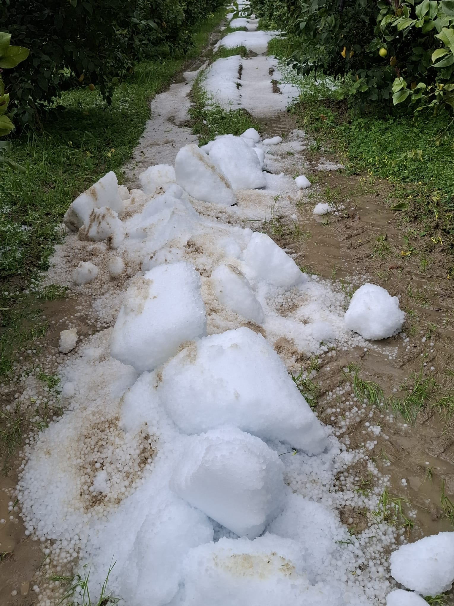 Grandine devastante su Rocca Imperiale: frutteti in ginocchio, Cia Calabria Nord mobilitata al fianco degli agricoltori