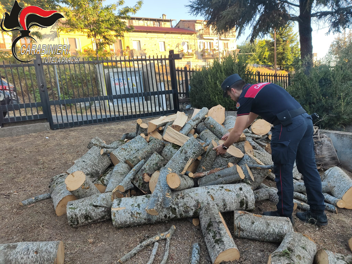 Blitz nel Parco della Sila: due arresti per il taglio illecito di alberi, oltre 7 mila euro di sanzioni
