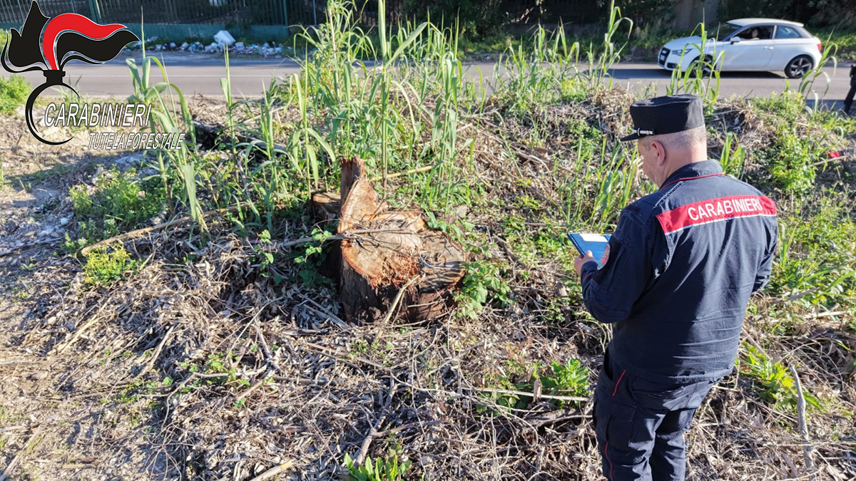 “Taglio illegale di un bosco a Vibo: tre denunciati per gravi violazioni ambientali”