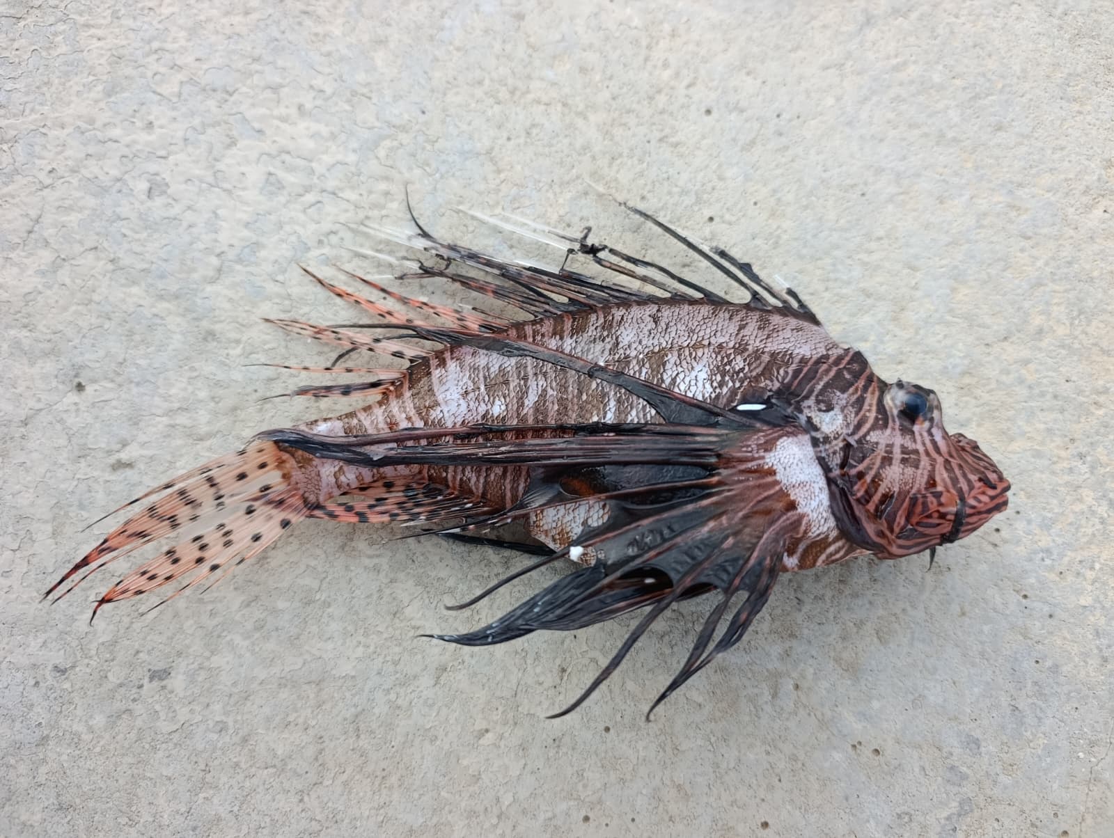 Allarme mare a Crotone: catturati due pesci leone, cresce la minaccia della specie invasiva nel Mediterraneo