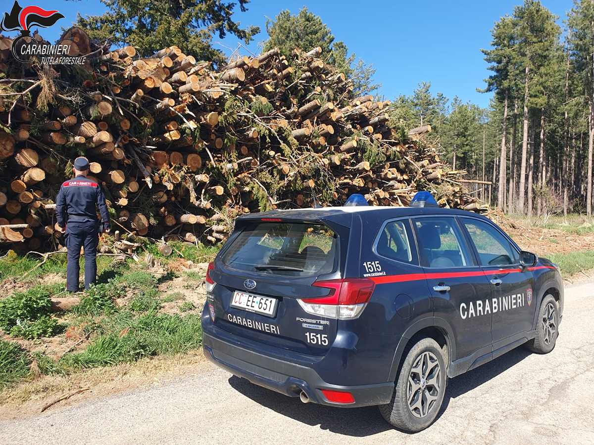 “Operazione Silvae” in Calabria: stretta sui tagli boschivi, 26 irregolarità su 28 controlli