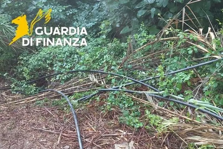 Bonifati, scoperta una piantagione di marijuana nascosta nel bosco: sequestrate 200 piante