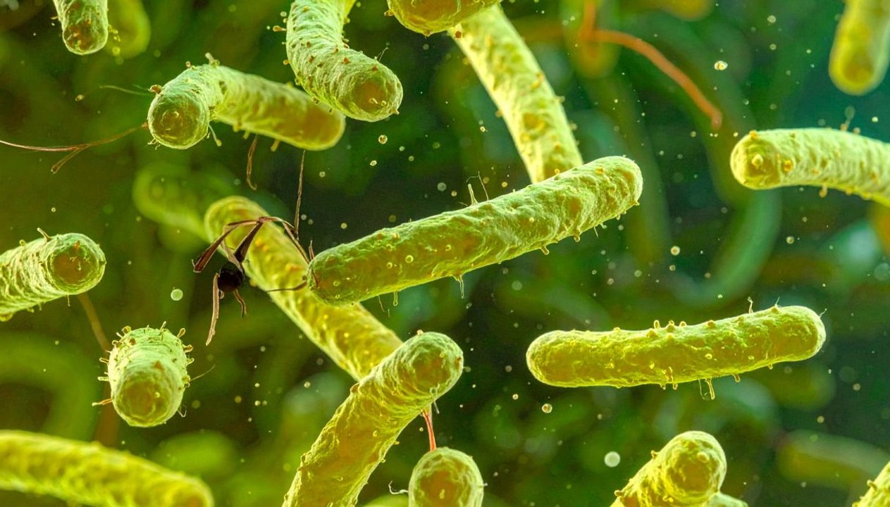 Vibrio vulnificus nello Stretto di Messina: l’allarme corre sui social, ma i dati raccontano un’altra storia
