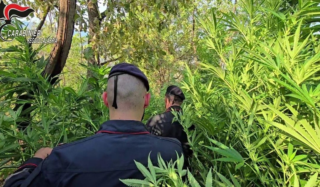 Rosarno, sequestrate oltre mille piante di marijuana: tre arresti