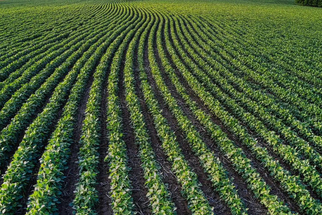Calabria, oltre 42,5 milioni di euro per le aziende agricole: autorizzati i pagamenti ARCEA