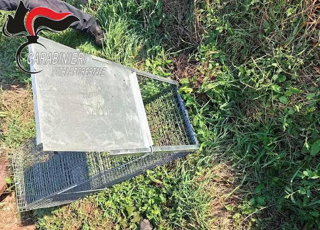 Allerona, scoperta una gabbia-trappola per la fauna selvatica: denunciato un uomo