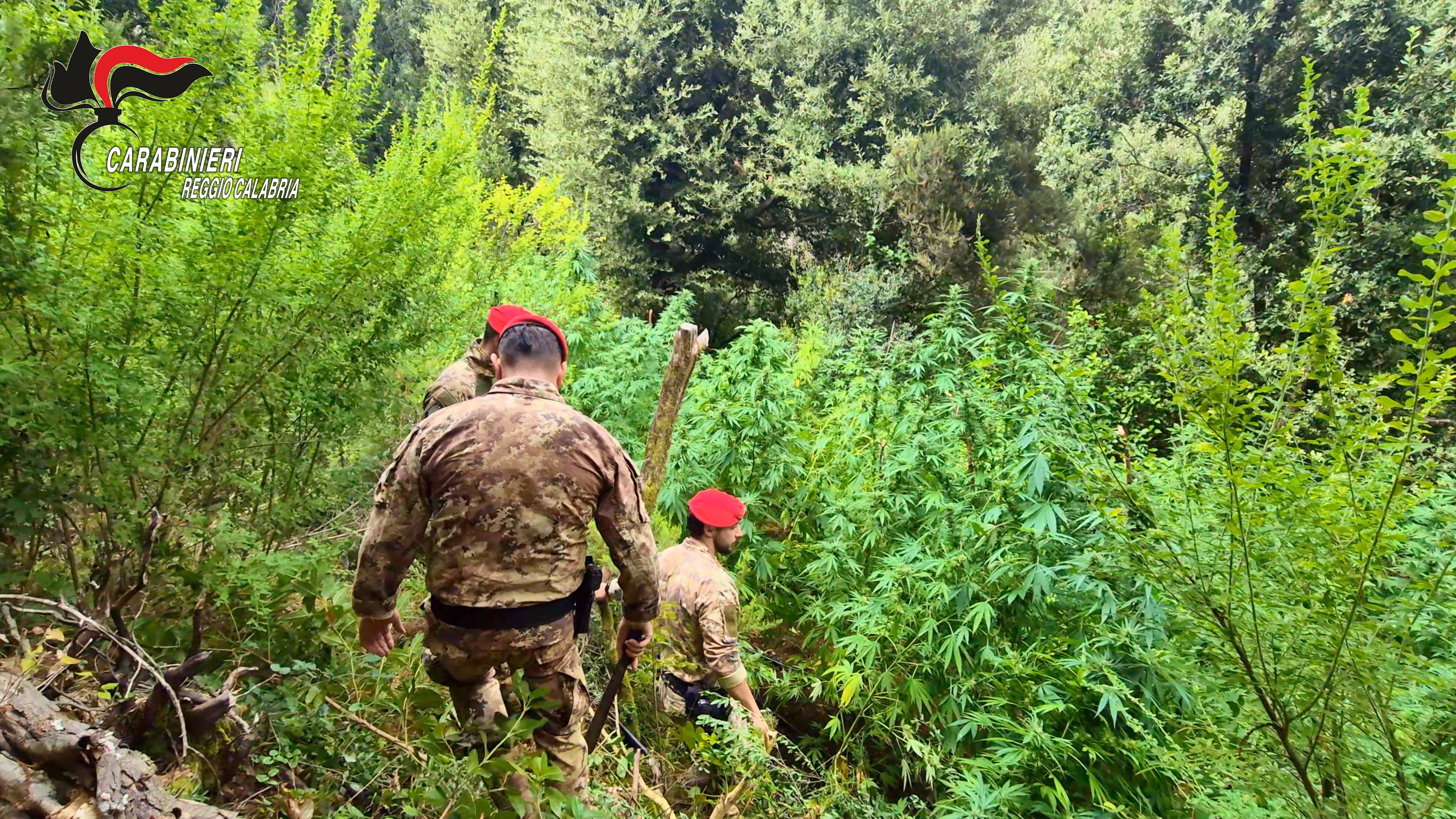 Operazione antidroga nei boschi calabresi: oltre mille piante di canapa sequestrate, due arresti a Platì